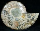 Split Ammonite Fossil (Half) #6885-2